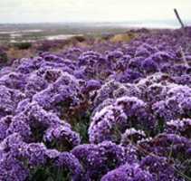 Free download Purple Flowers San Diego free photo or picture to be edited with GIMP online image editor