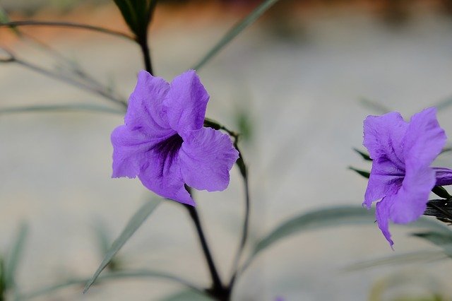 Descarga gratuita Purple Flowers The Leaves - foto o imagen gratuita para editar con el editor de imágenes en línea GIMP