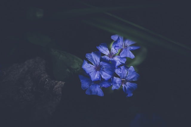 Free download purple flowers violet flowers free picture to be edited with GIMP free online image editor