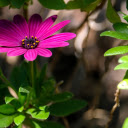 Purple Flowers with Open Petals  screen for extension Chrome web store in OffiDocs Chromium