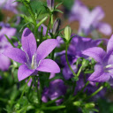Purple flowers with white pistils  screen for extension Chrome web store in OffiDocs Chromium