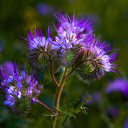 Purple flower top  screen for extension Chrome web store in OffiDocs Chromium