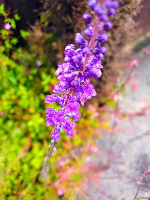 دانلود رایگان Purple Flower Vibrant - عکس یا عکس رایگان قابل ویرایش با ویرایشگر تصویر آنلاین GIMP