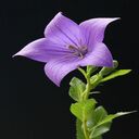 purple flower wallpaper  screen for extension Chrome web store in OffiDocs Chromium