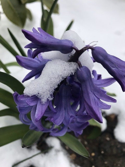 Free download Purple Flower Winter -  free photo or picture to be edited with GIMP online image editor