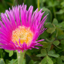 Purple flower with many petals  screen for extension Chrome web store in OffiDocs Chromium