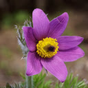 Purple flower with yellow pistil  screen for extension Chrome web store in OffiDocs Chromium