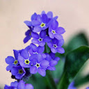 Purple forget me not wallpaper  screen for extension Chrome web store in OffiDocs Chromium