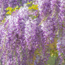 Purple foxtail flower plant  screen for extension Chrome web store in OffiDocs Chromium