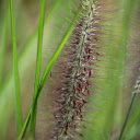 Purple foxtail grass  screen for extension Chrome web store in OffiDocs Chromium