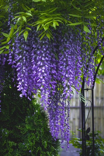 Unduh gratis Purple Garden Green - foto atau gambar gratis untuk diedit dengan editor gambar online GIMP