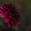 Purple gerbera  screen for extension Chrome web store in OffiDocs Chromium