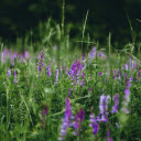purple grass  screen for extension Chrome web store in OffiDocs Chromium