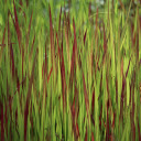 Purple grass lawn  screen for extension Chrome web store in OffiDocs Chromium