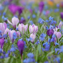 Purple green grass and flowers  screen for extension Chrome web store in OffiDocs Chromium