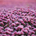Purple heart flower garden  screen for extension Chrome web store in OffiDocs Chromium