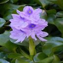 purple hyacinth wallpaper  screen for extension Chrome web store in OffiDocs Chromium