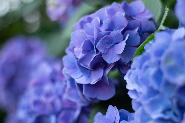 دانلود رایگان Purple Hydrangea - عکس یا عکس رایگان قابل ویرایش با ویرایشگر تصویر آنلاین GIMP