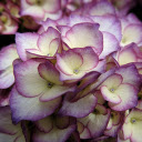 Purple Hydrangea  screen for extension Chrome web store in OffiDocs Chromium