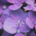 Purple Hydrangea Theme  screen for extension Chrome web store in OffiDocs Chromium