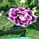 Purple hydrangea wallpaper  screen for extension Chrome web store in OffiDocs Chromium