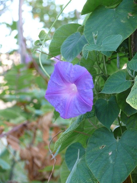 ດາວ​ໂຫຼດ​ຟຣີ Purple Ide Crete Flora - ຮູບ​ພາບ​ຟຣີ​ຫຼື​ຮູບ​ພາບ​ທີ່​ຈະ​ໄດ້​ຮັບ​ການ​ແກ້​ໄຂ​ກັບ GIMP ອອນ​ໄລ​ນ​໌​ບັນ​ນາ​ທິ​ການ​ຮູບ​ພາບ