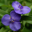 Purple jasmine wallpaper  screen for extension Chrome web store in OffiDocs Chromium