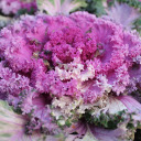 Purple kale flowers  screen for extension Chrome web store in OffiDocs Chromium