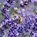 Purple lavender garden  screen for extension Chrome web store in OffiDocs Chromium