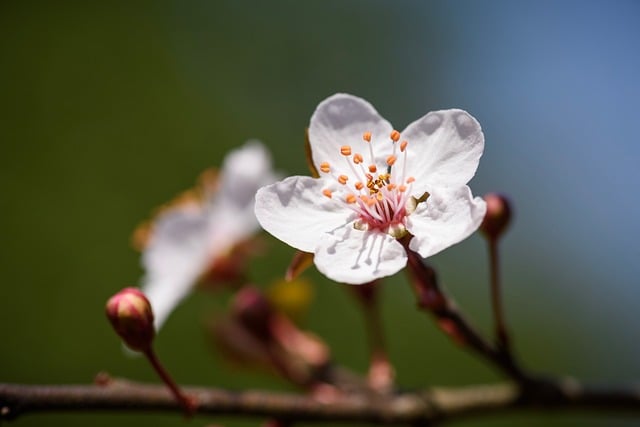 Free download purple leaf plum flowers stamen bud free picture to be edited with GIMP free online image editor