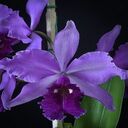 Purple Leya Orchid Wallpaper  screen for extension Chrome web store in OffiDocs Chromium