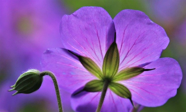 Free download purple light in the morning free picture to be edited with GIMP free online image editor