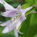 Purple lilies  screen for extension Chrome web store in OffiDocs Chromium