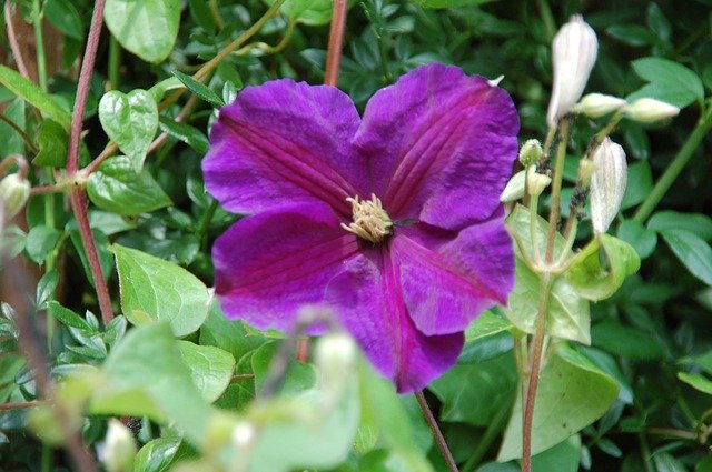 무료 다운로드 Purple Nature Flowers - 무료 사진 또는 GIMP 온라인 이미지 편집기로 편집할 수 있는 사진