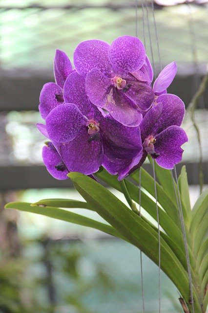 Free download Purple Orchid Bloom -  free photo or picture to be edited with GIMP online image editor