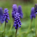 Purple orchids  screen for extension Chrome web store in OffiDocs Chromium