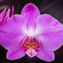 purple orchids and dew drops  screen for extension Chrome web store in OffiDocs Chromium