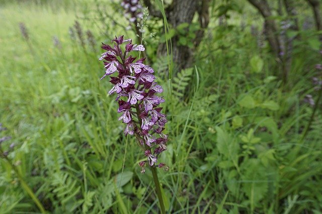 Free picture Purple Orchid Wild -  to be edited by GIMP free image editor by OffiDocs