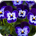 Purple Pansy  screen for extension Chrome web store in OffiDocs Chromium Purple Pansy  screen for extension Chrome web store in OffiDocs Chromium