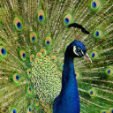 PURPLE PEACOCK Theme  screen for extension Chrome web store in OffiDocs Chromium