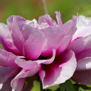 Purple Peony  screen for extension Chrome web store in OffiDocs Chromium