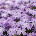 Purple petal flower garden  screen for extension Chrome web store in OffiDocs Chromium
