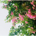 Purple pink bougainvillea  screen for extension Chrome web store in OffiDocs Chromium