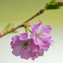 Purple Pink Cherry Blossoms  screen for extension Chrome web store in OffiDocs Chromium
