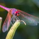 Purple pink dragonfly  screen for extension Chrome web store in OffiDocs Chromium