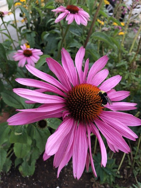 Muat turun percuma Purple Pink Echinacea - foto atau gambar percuma untuk diedit dengan editor imej dalam talian GIMP