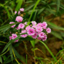 Purple Pink Forget Me Not  screen for extension Chrome web store in OffiDocs Chromium