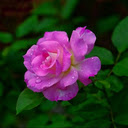Purple pink rose wallpaper  screen for extension Chrome web store in OffiDocs Chromium