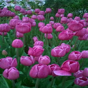 Purple pink tulip wallpaper  screen for extension Chrome web store in OffiDocs Chromium