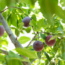 Purple plum tree  screen for extension Chrome web store in OffiDocs Chromium